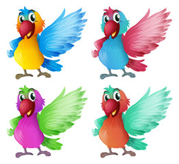 Four adorable parrots