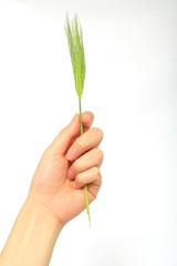 麦の穂を持つ女性の手