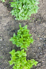 herbs in garden - three types of mint
