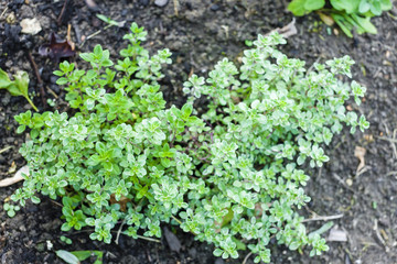 herbs in garden - thyme