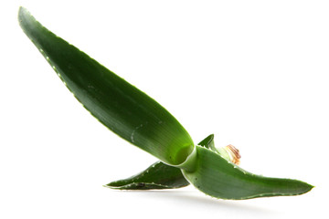 aloe vera isolated on white