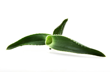 aloe vera isolated on white