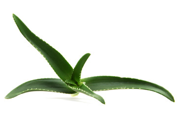 aloe vera isolated on white