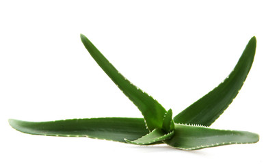 aloe vera isolated on white