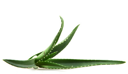 aloe vera isolated on white