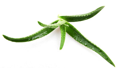aloe vera isolated on white