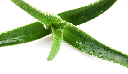 aloe vera isolated on white