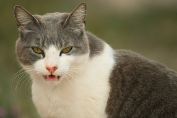 Fototapeta na wymiar Portret zła bezpańskich kotów