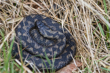 Adder Snake