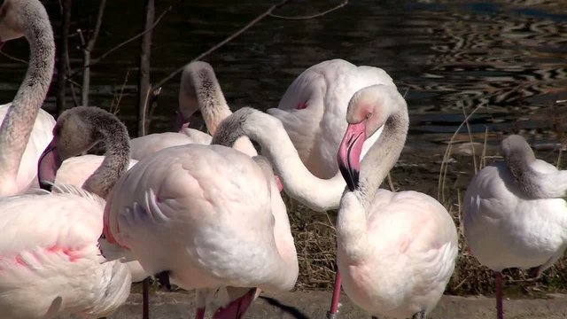 fenicotteri rosa, gruppo