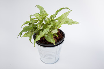 Home plant isolate on white background