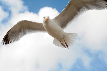 Moewe im Flug