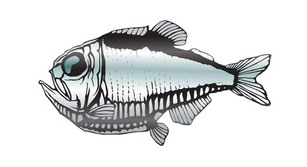 hatchetfish