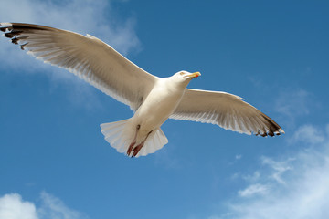 Moewe im Flug