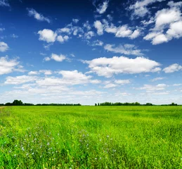  Green field under the blue sky. Summer landscape. © efired