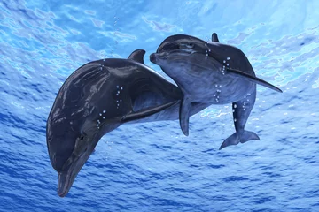  Dolfijnen © Kovalenko I
