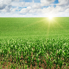 Fototapeta na wymiar wschód słońca nad polem kukurydzy