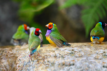 Exotic Birds Enjoying the Water