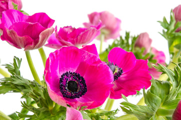 Anemonen