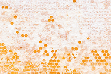 Yellow honeycomb full of honey