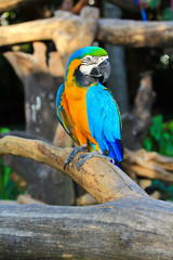 Colorful macaw