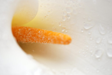 LIRIO DE AGUA. ALCATRAZ