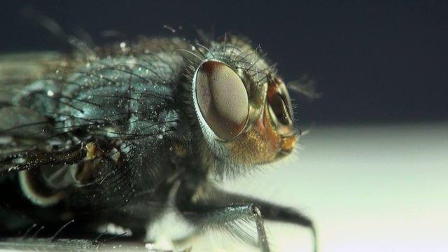 macro Housefly in amazing detail