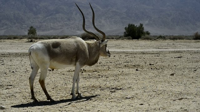 Wild antelope addax in Hai-Bar nature reserve, Israel