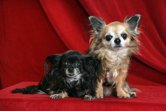 Zwei Chihuahuas auf rotem Samt..