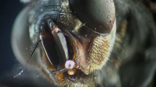 macro Housefly in amazing detail