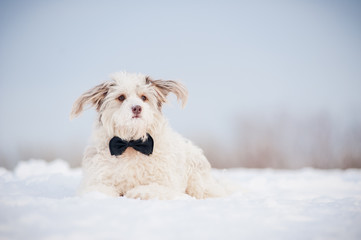 Elegant cute dog wearing a tie