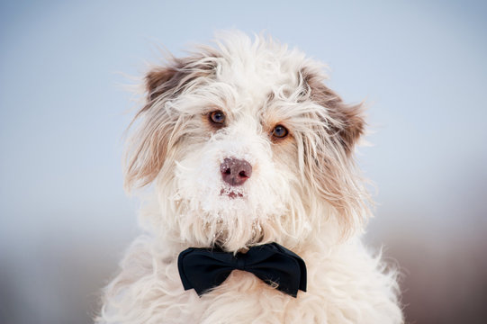 Elegant cute dog wearing a tie - portrait