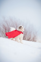 funny curly super dog