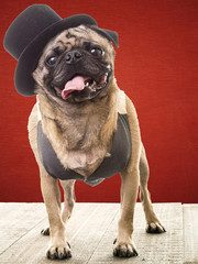 Funny pug dog wearing hat and vest