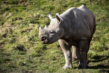 Baby White Rhino