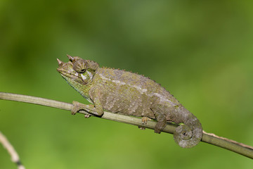 Chameleon sits on a branch
