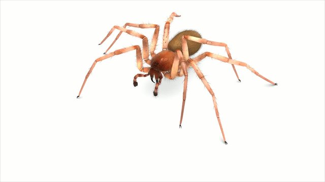 Crawling spider with alpha channel (looped)