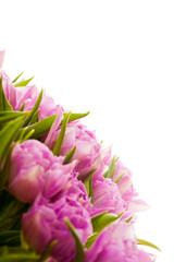 Obraz premium Beautiful purple tulips 