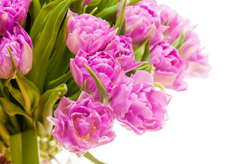Beautiful purple tulips 