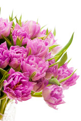 Obraz premium Beautiful purple tulips 