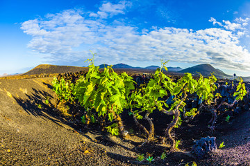 Naklejka premium beautiful grape plants grow on volcanic soil in La Geria