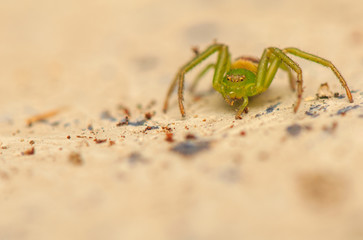 Diaea dorsata
