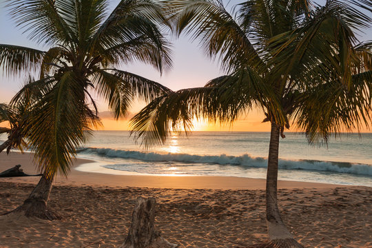 sunset beach palm trees waves