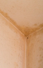 Wall cover with mould