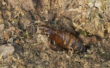 Empty moth cocoon on wood, macro photo