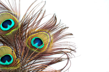 Obraz premium Peacock feathers