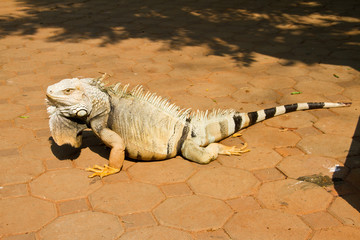 Iguana