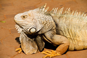 Iguana