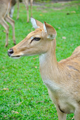 Deer (brow-antlered)