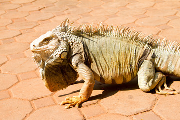Iguana